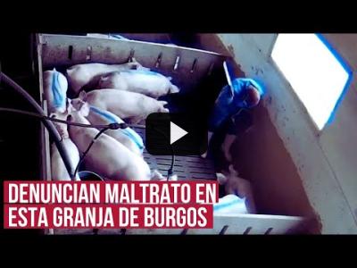 Embedded thumbnail for Video: Durísimas imágenes de cómo tratan a los cerdos en esta granja de Burgos