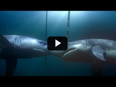 Embedded thumbnail for Video: Dos tiburones separados por la sobrepesca