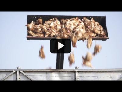 Embedded thumbnail for Video: 130.000 gallinas sacrificadas por un brote de gripe aviar