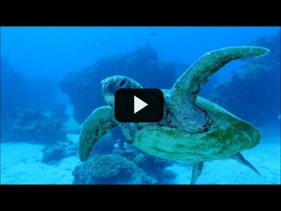 Embedded thumbnail for Video: Los océanos necesitan protección